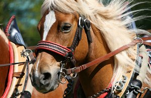 Haflinger Galopprennen in Untermais in der Ferienregion Meraner Land