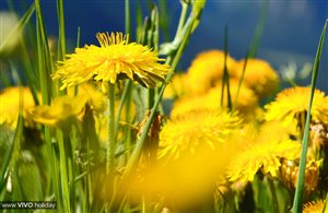 Settimane del Dente di Leone in Alta Val di Non