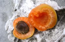 Albicocca della Val Venosta