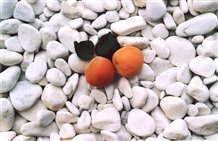 Festa gastronomica Marmor & Marille nella Val Venosta