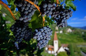 Festa dell'Uva a Merano in Alto Adige