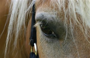 Haflinger in Südtirol