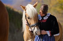 Haflingerfohlen im Meraner Land