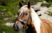 Haflinger auf der Alm in Südtirol
