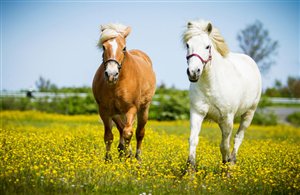 Reitclub Wiesen bei Pfitsch