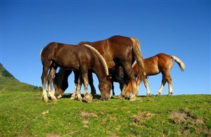 Centro Equestre Malga Angerle