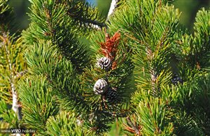 Escursione Itinerario dei Cirmoli