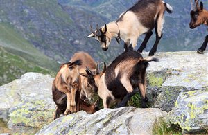 Escursione sul Monte Pic