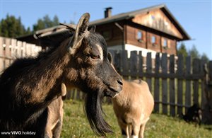 Die Taistner Vorderalm
