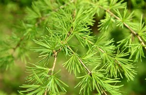 Larice - Sentiero dei larici secolari di Plata