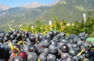 Passeggiata a Montagna nel regno del Pinot Nero nella Bassa Atesina