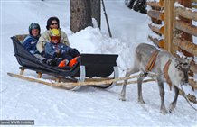 Slitte trainate da renne sulla Croda Rossa in Alta Pusteria