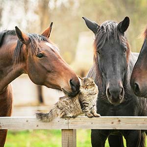 Autentico e vicino alla vita locale