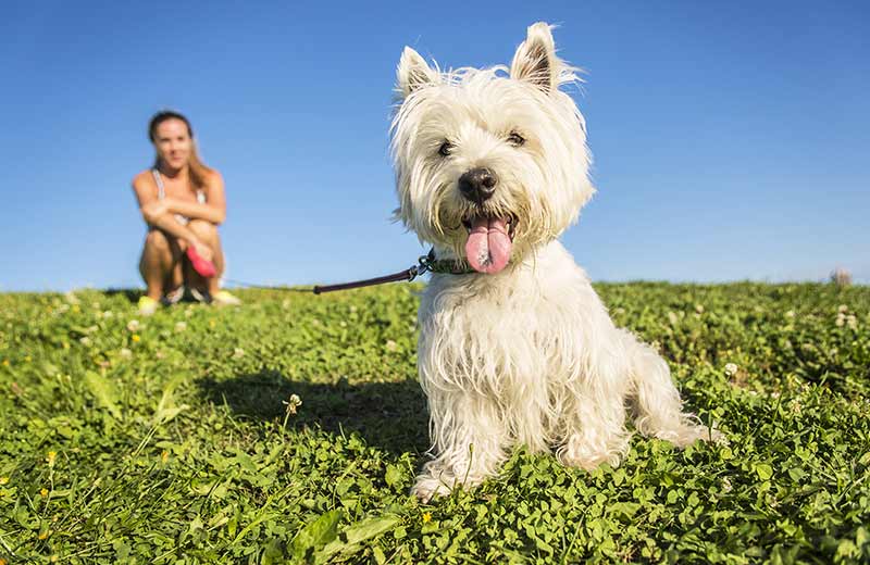 Camping mit Hund in Südtirol Vierbeiner willkommen