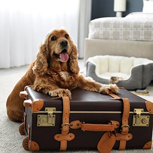 Hundefreundliche Unterkünfte