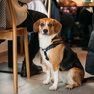 Hundefreundliche Restaurants und Almhütten