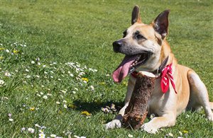 Wanderung zum Klaussee mit Hund