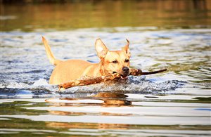 Wandern mit Hund am Toblacher See