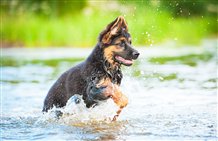 Hund spielt im Wasser - Toblacher See