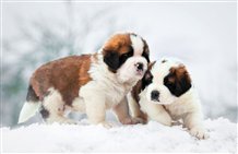 Wanderung zur Fanes Alm mit den Hunden