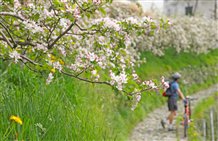Radfahren in Lana im Meraner Land