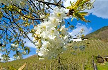 Località di villeggiatura Rifiano in Val Passiria