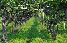 Vigneti nella località di Andriano