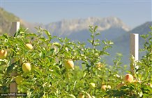 Coltivazione di mele a Castelbello - Ciardes in Val Venosta