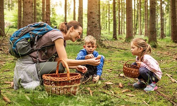 Pilze sammeln in Südtirol