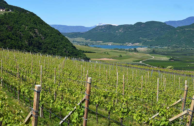 Aziende vinicole - Vista sul lago di Caldaro