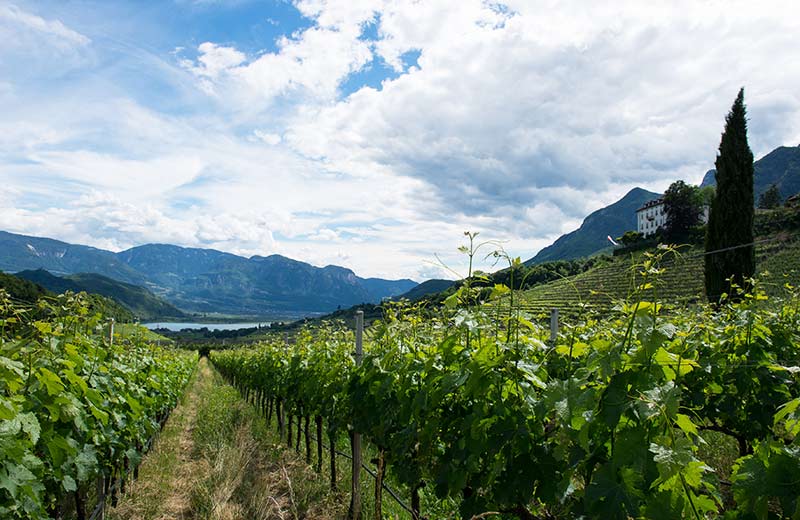 Aziende vinicole a Caldaro in Alto Adige